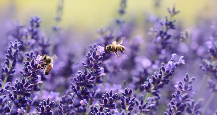 files/bees-on-purple-flower-164470_e0cdfc81-4063-4170-80ed-891dd715bc0c.jpg